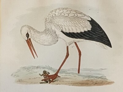 Kunst - Litho - White Stork