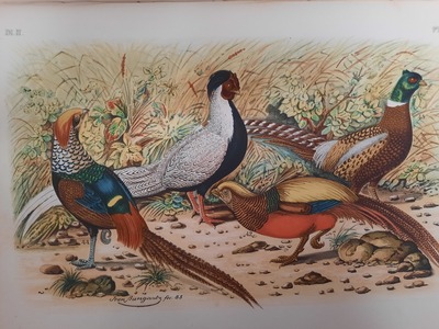 Natural history: De vogelwereld. Handboek voor liefhebbers van kamer- en parkvogels - Nuyens, A.
