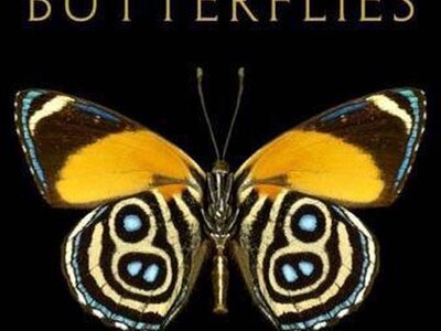 Uitgeversrestant - Harold Feinstein, One Hundred Butterflies, 40 x